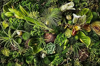 極美品　園芸植物大事典　全6巻 園芸植物大事典［コンパクト版］ | 書籍 | 小学館